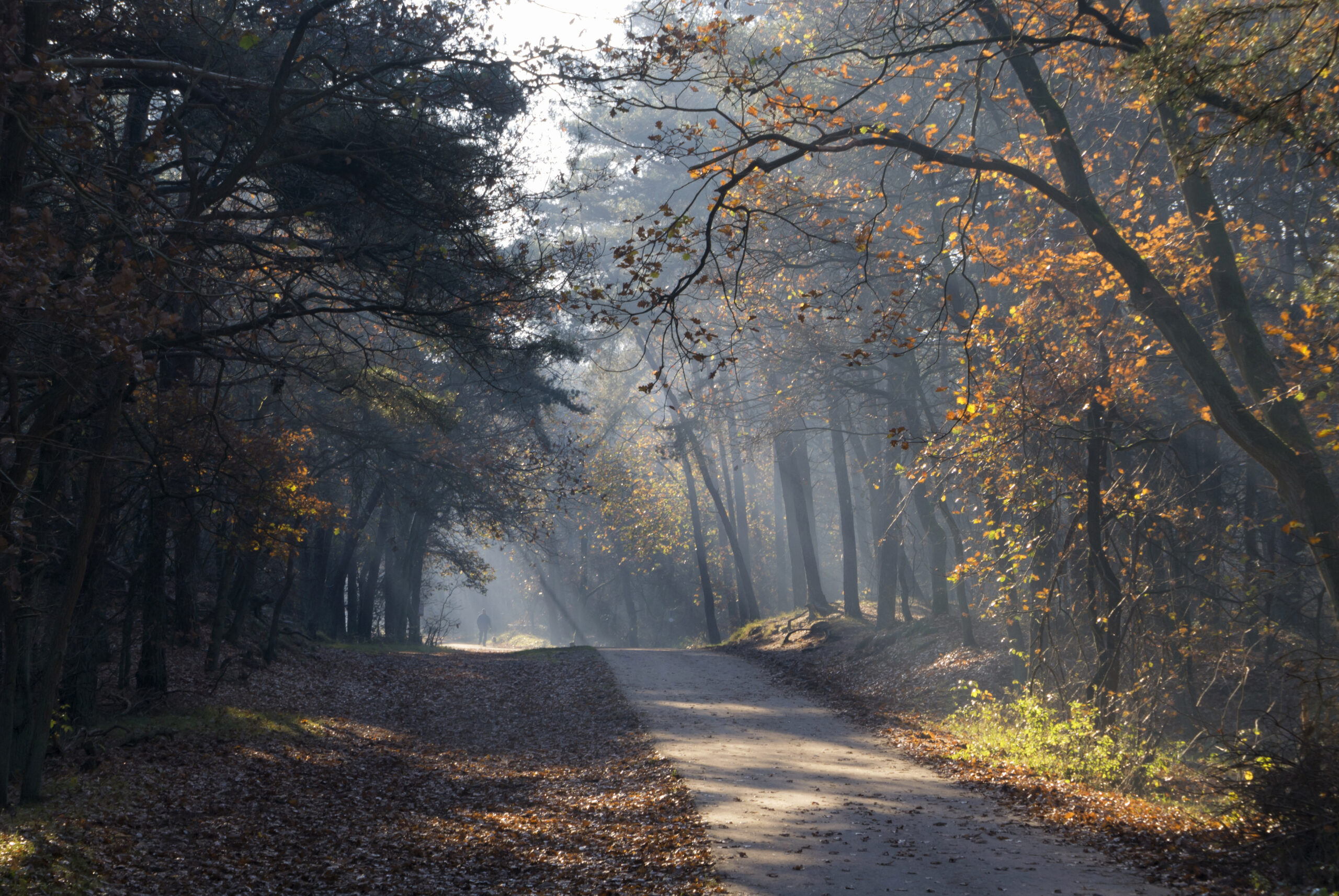 path through sunlit forest suggesting reflection and moving forward